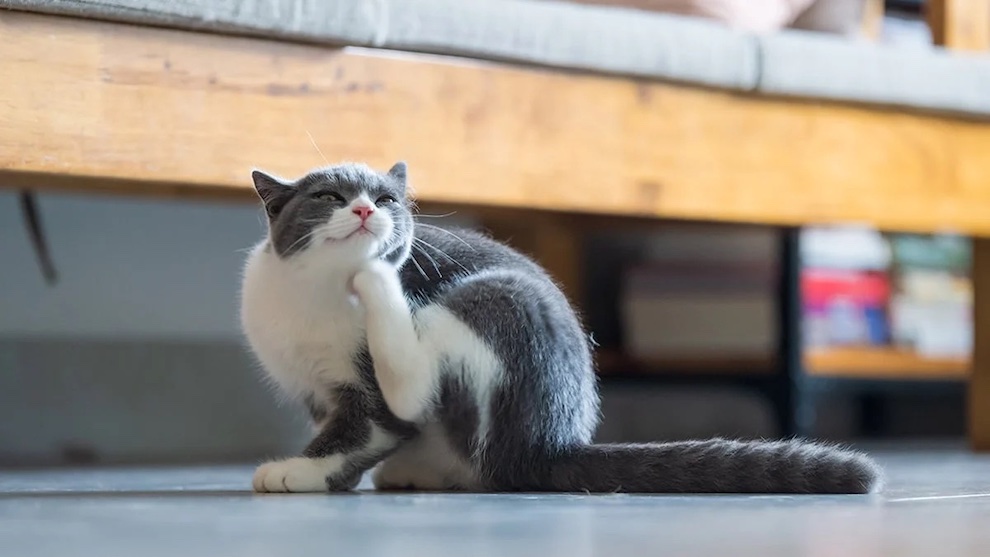 en iyi kedi damlası
