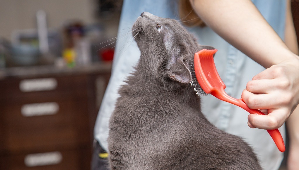 Kedi Tarağı