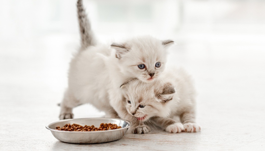 Kedi Maması